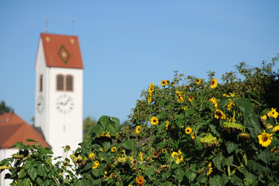 Sonnenblumen mit Kirche im Hintergrund.