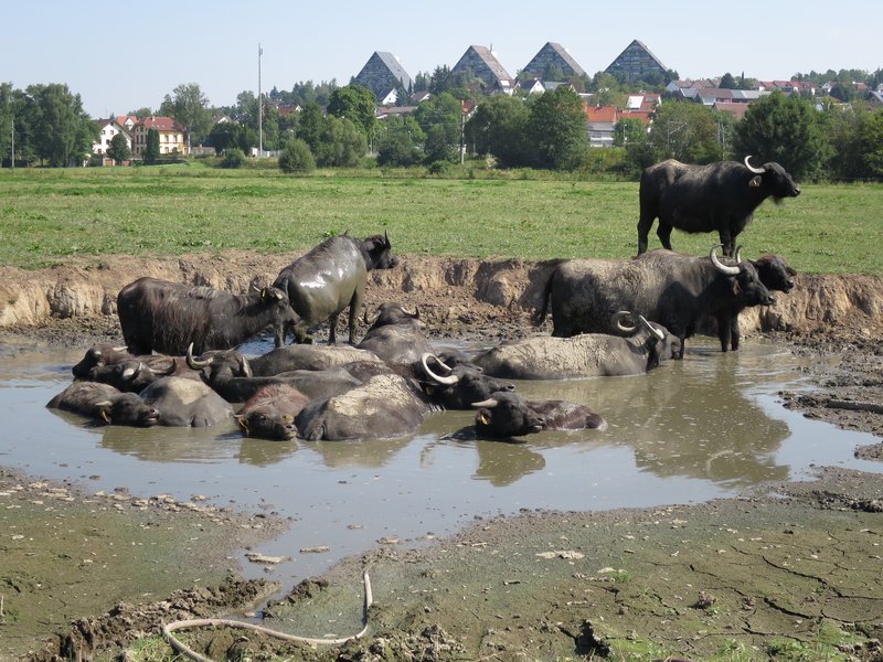 Wasserbüffel.