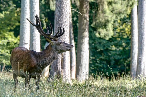 Ein Hirsch im Gehege.