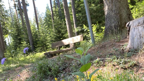 Eine Bank mit Blumen und Bäumen im Gerrmanswald.