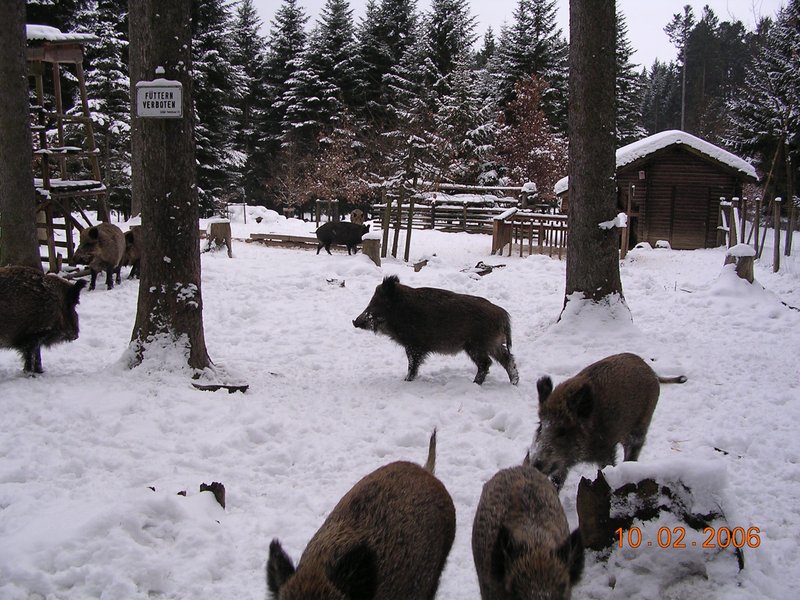 Wildschweine im Gehege Natzental