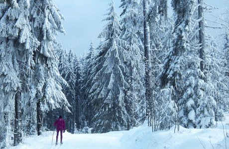 Anbindung an die Neuhäuslefeld Rundloipe