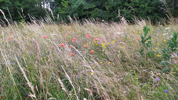 Eine Wiese mit verschiedenen Blumen und Kräutern.