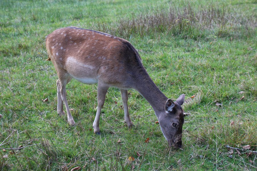 Damwild im Gehege Salvest