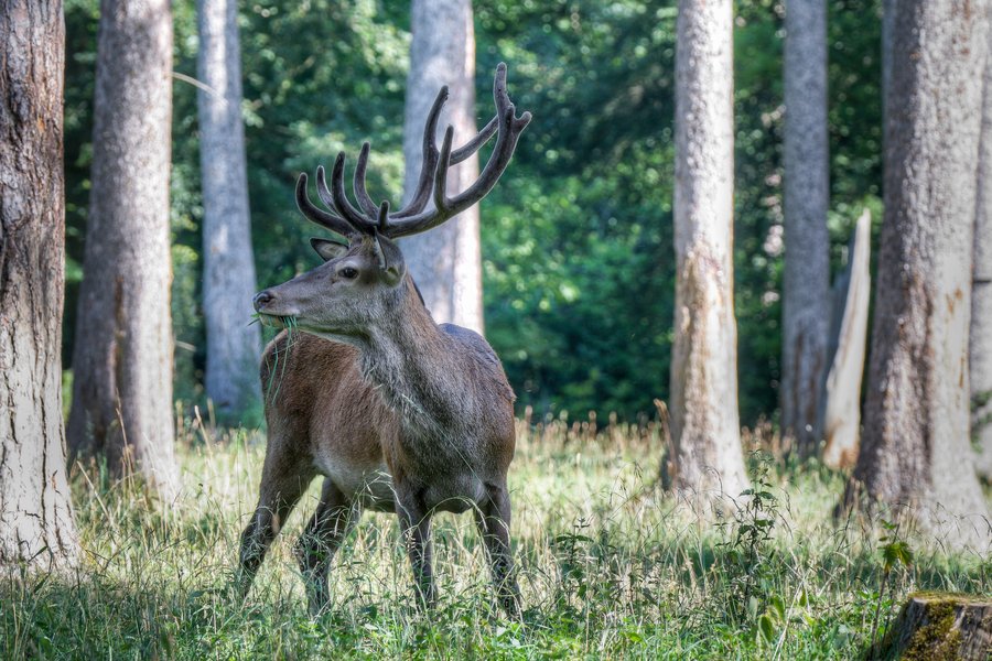 Hirsch im Gehege Natzental