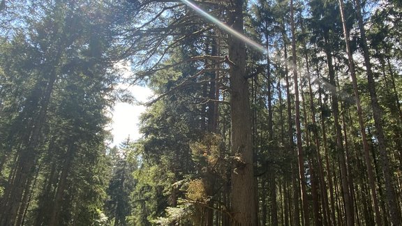 Eine Tanne im Germanswald.