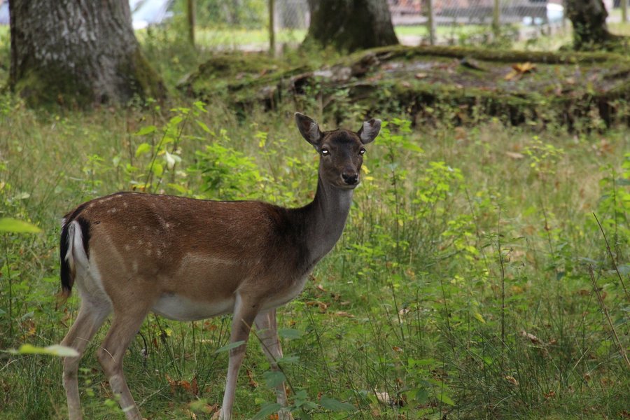 Damwild im Gehege Salvest