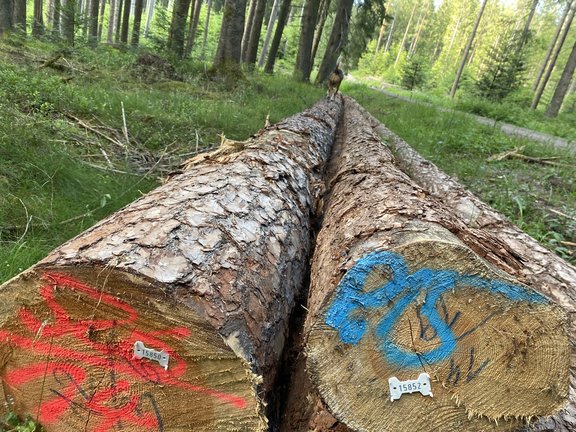 Kiefernstämme an einem Waldweg.