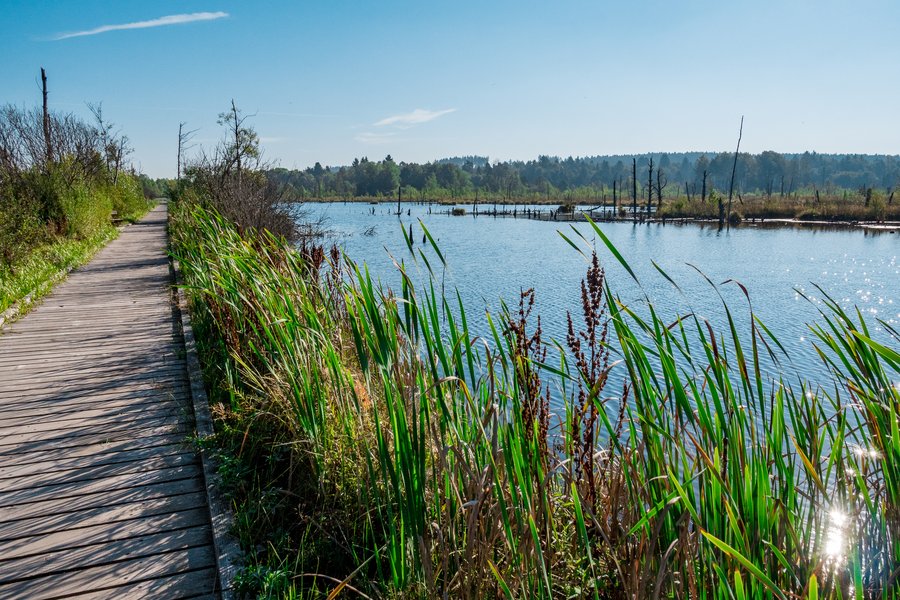 Auf dem 3,5 Kilometer langen Rundweg durch das Schwenninger Moos entdecken Sie einige sehenswerte Pflanzen und Tiere