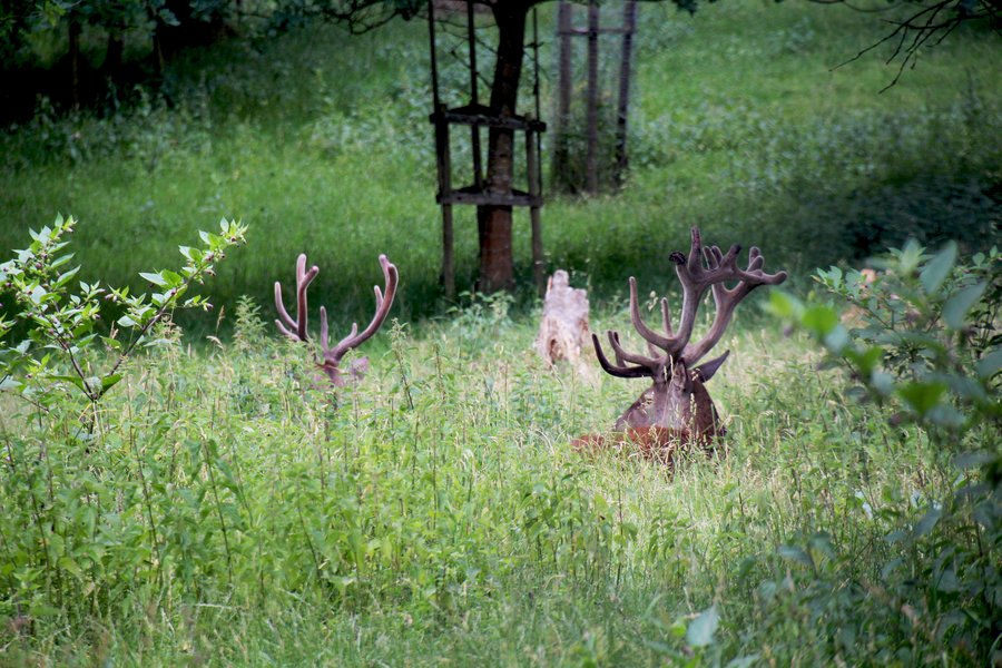 Hirsch im Gehege Natzental