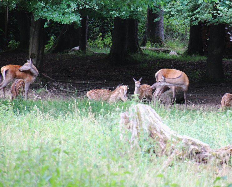 Damwild im Gehege Salvest