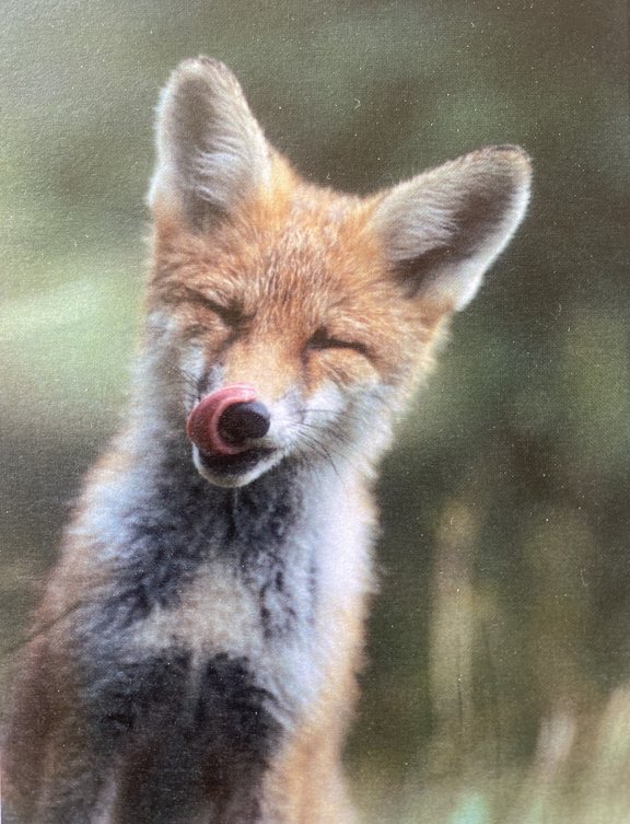 Ein Fuchs der sich über die Nase schleckt.