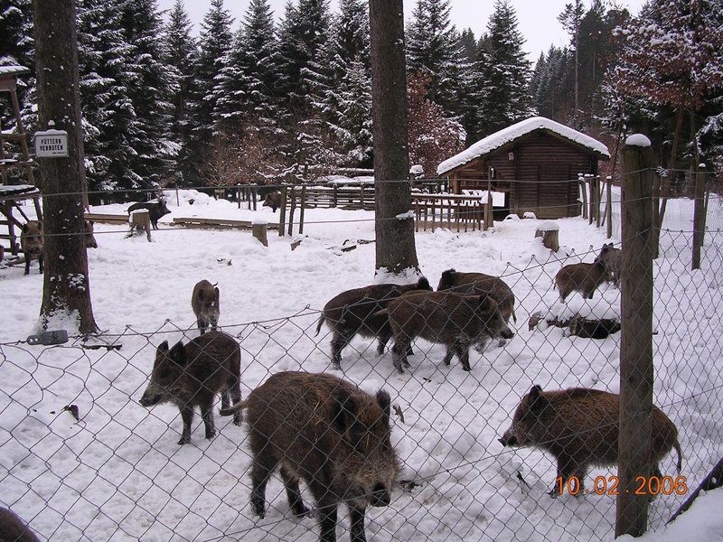 Wildschweine im Gehege Natzental