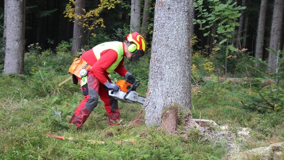 Ein Forst-Arbeiter fällt einen Baum.