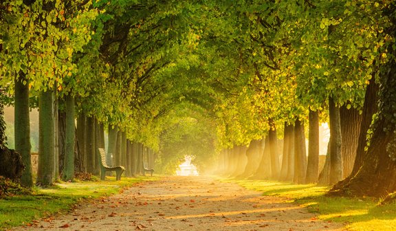 Breite Lindenallee mit Sonnenschein.